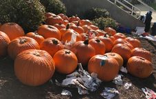 The surviving pumpkins.